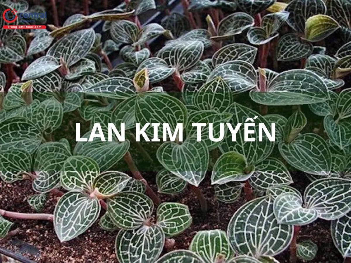 Lan kim tuyến