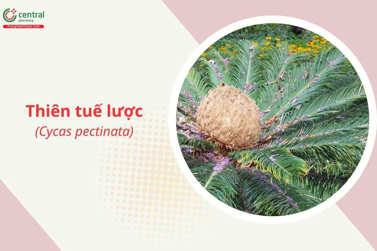 Thiên tuế lược