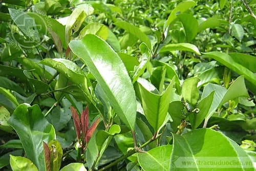 Chè đắng rừng