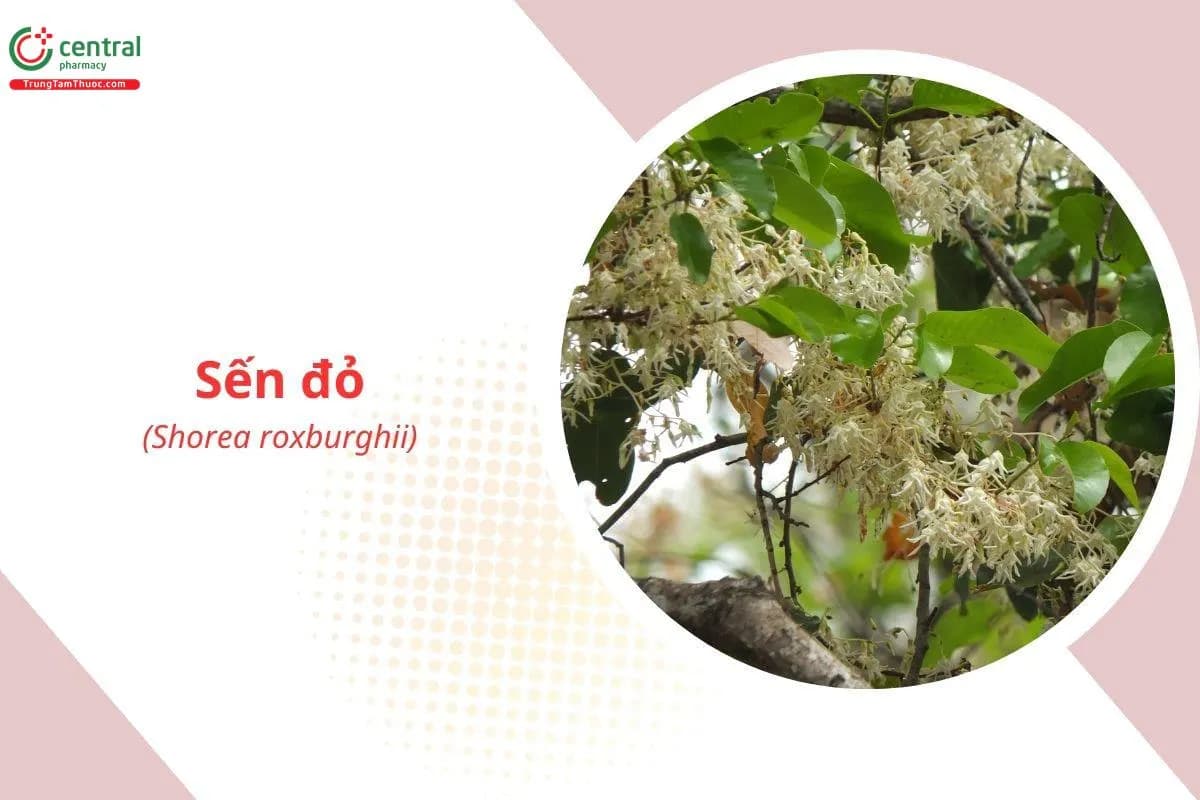 Sến Đỏ