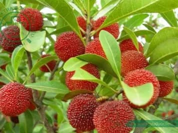 Dâu rượu