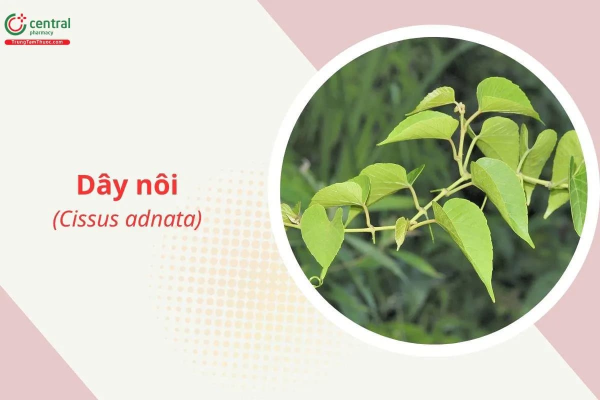 Dây nôi