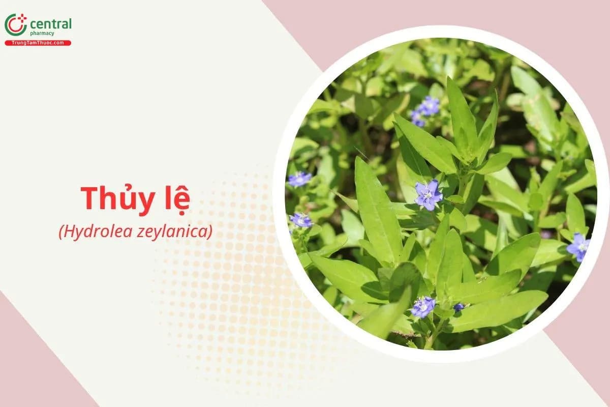Thủy lệ