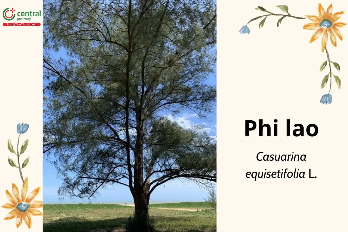 Phi lao