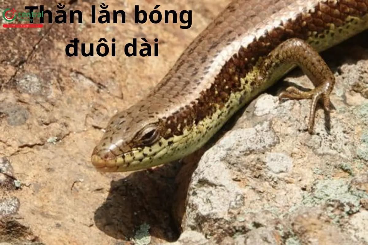 Con Thằn lằn
