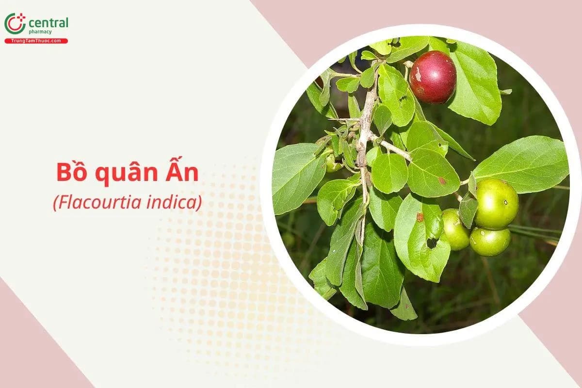 Bồ quân Ấn