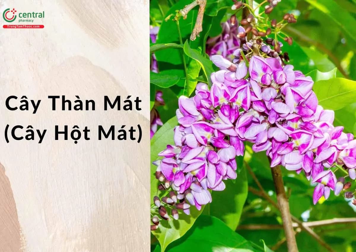 Thàn Mát