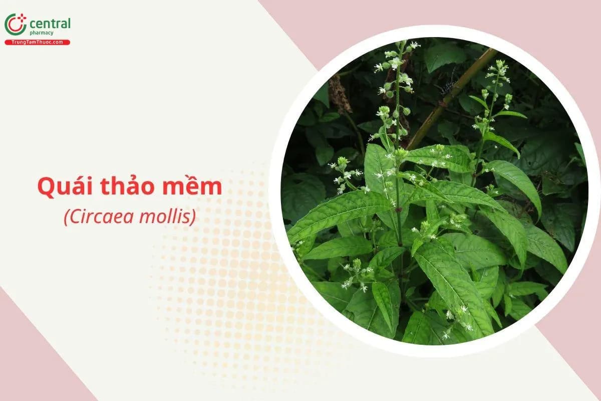 Quái thảo mềm