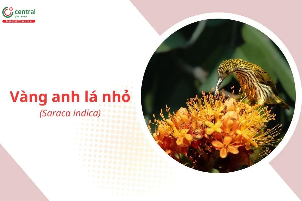 Vàng Anh Lá Nhỏ