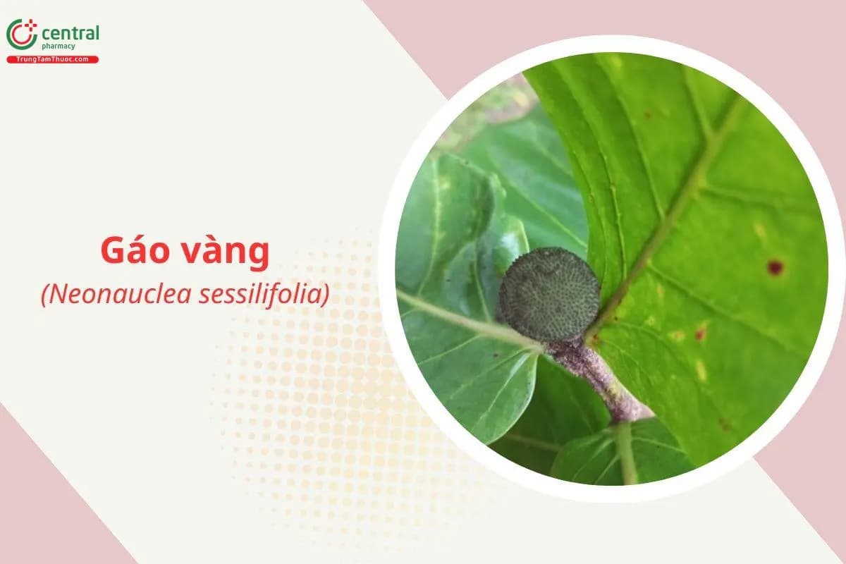 Gáo vàng