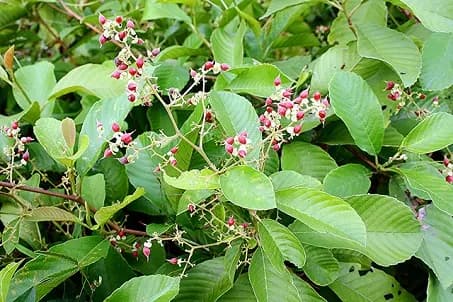 Dây chặc chìu
