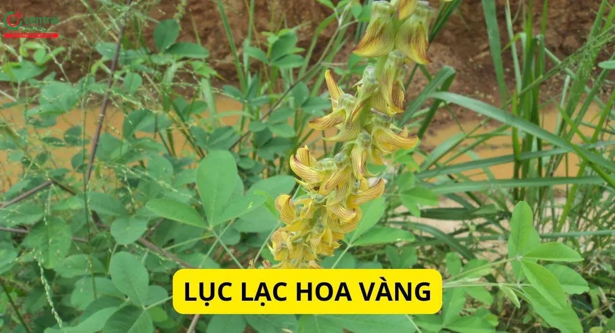 Lục Lạc Hoa Vàng