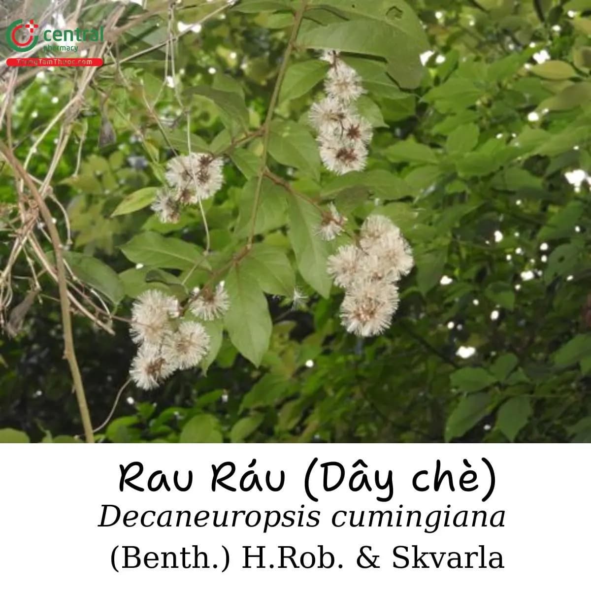 Rau ráu