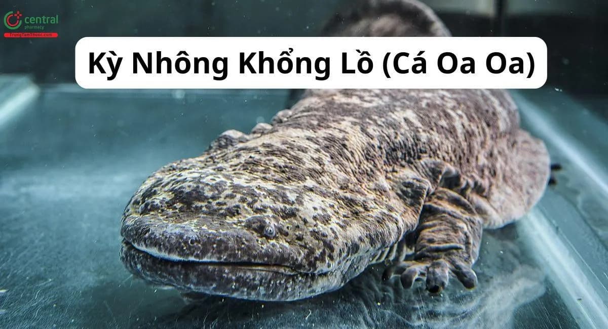 Kỳ Nhông Khổng Lồ