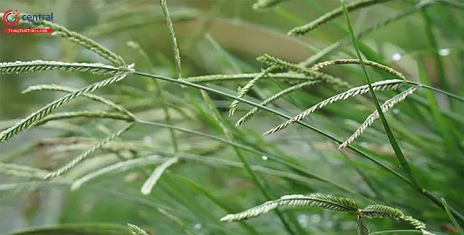 Cỏ Mần Trầu