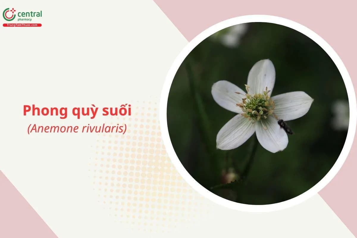 Phong quỳ suối