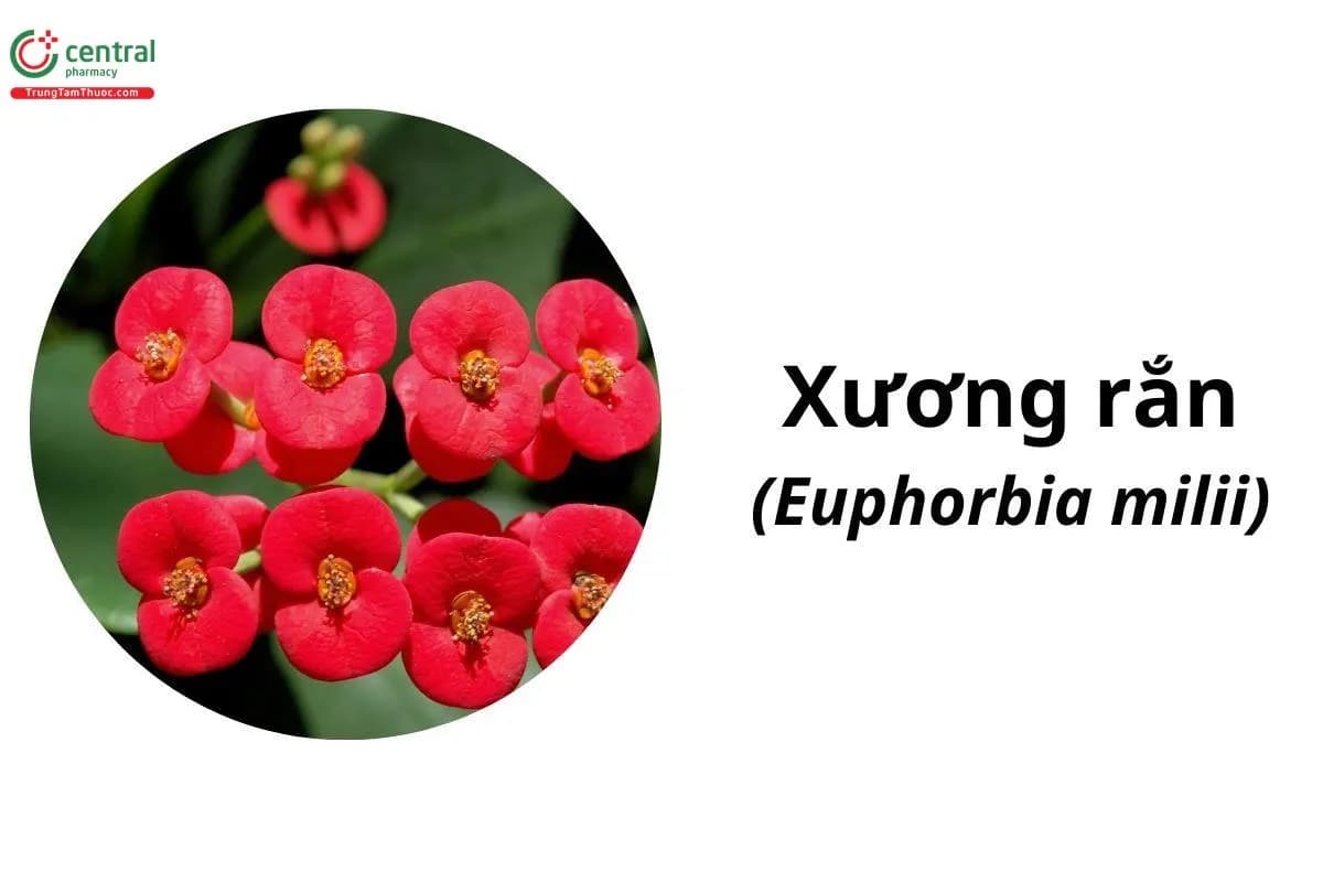 Xương Rắn