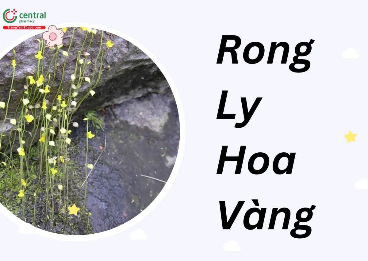 Nhĩ Cán Vàng