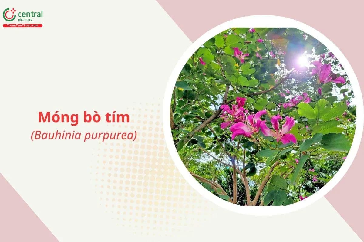 Móng bò tím