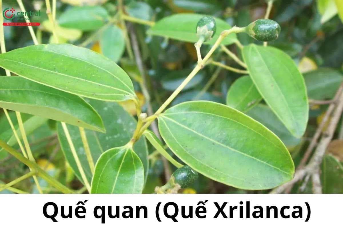 Quế Quan