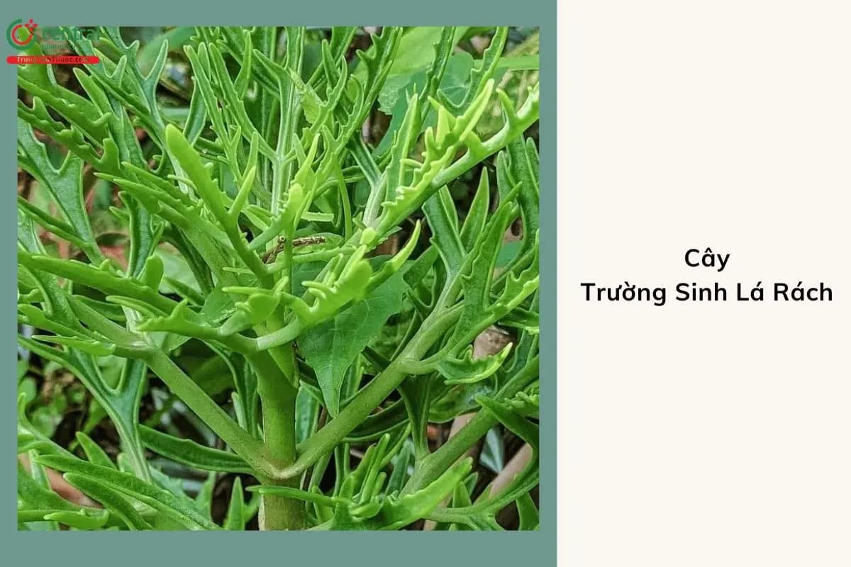 Trường Sinh Lá Rách