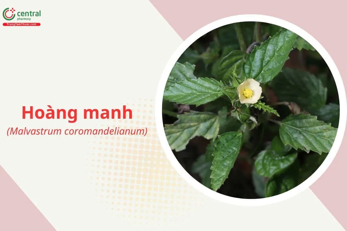 Hoàng manh