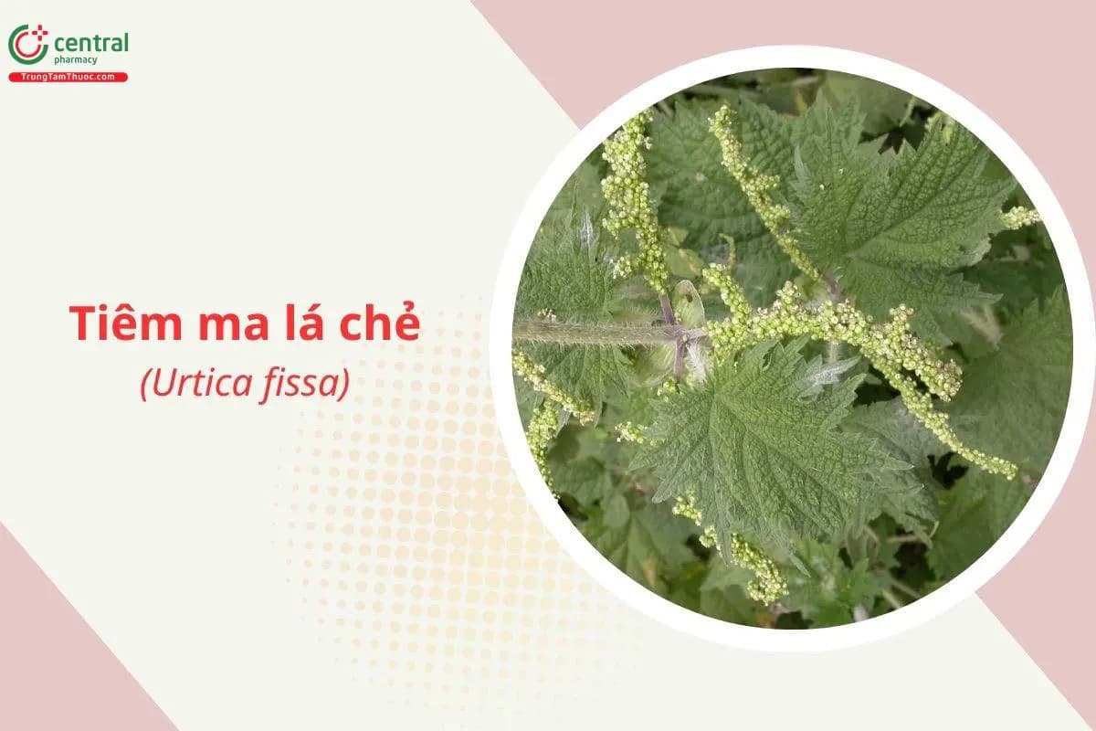 Tiêm ma lá chẻ