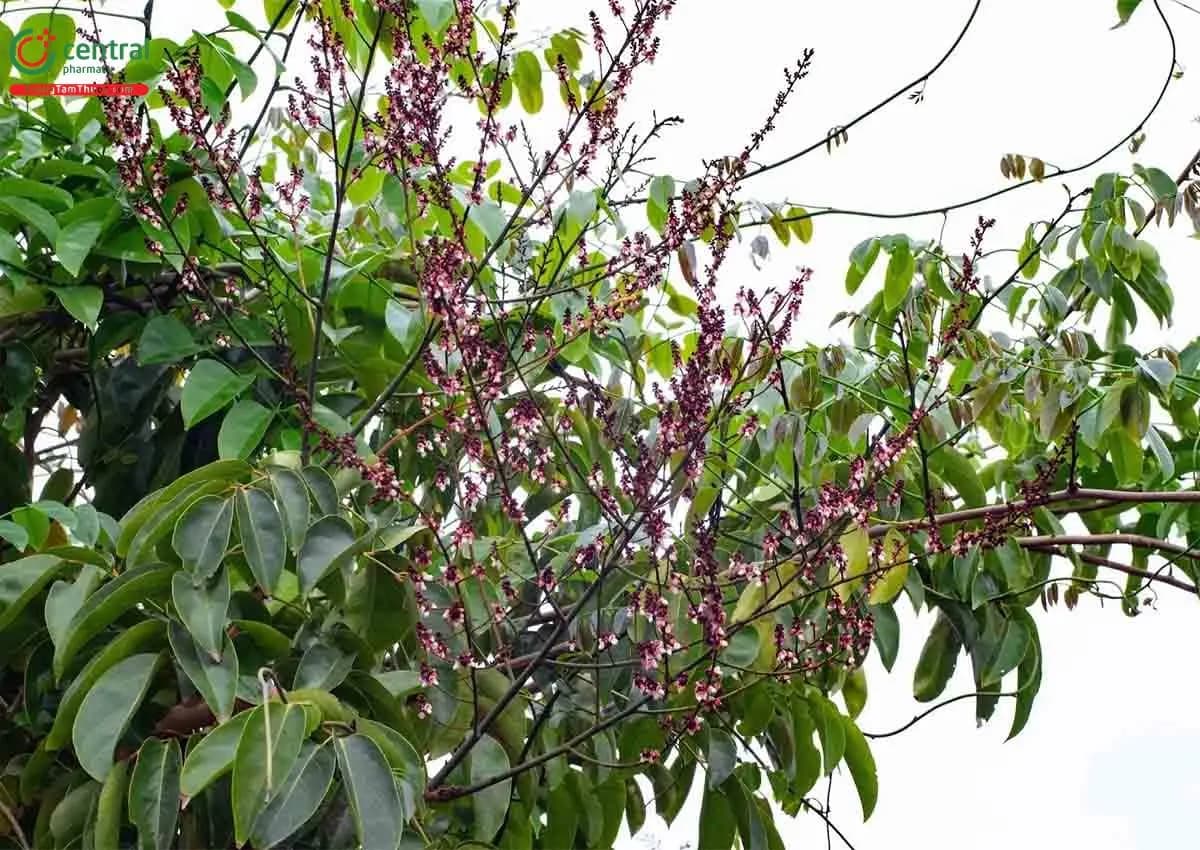 Dây Cóc Bảy Lá