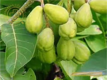 Kha tử