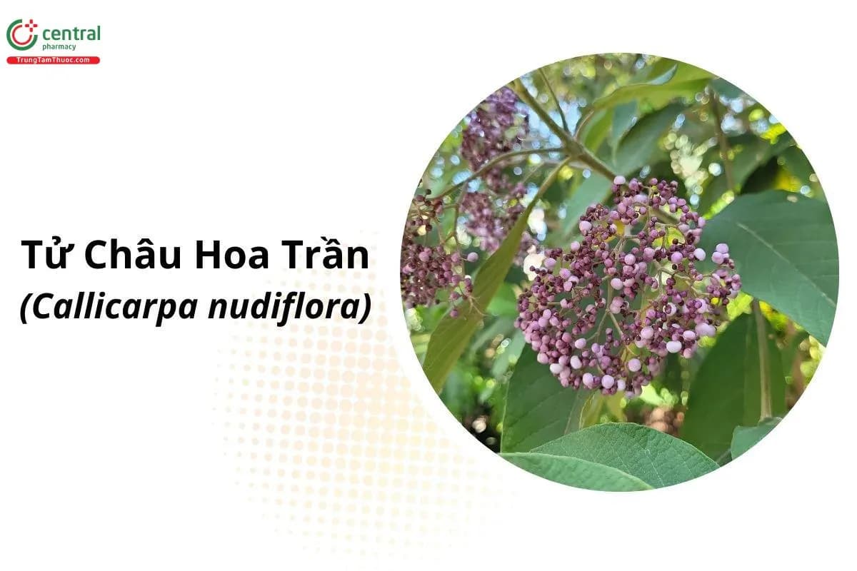 Tử Châu Hoa Trần