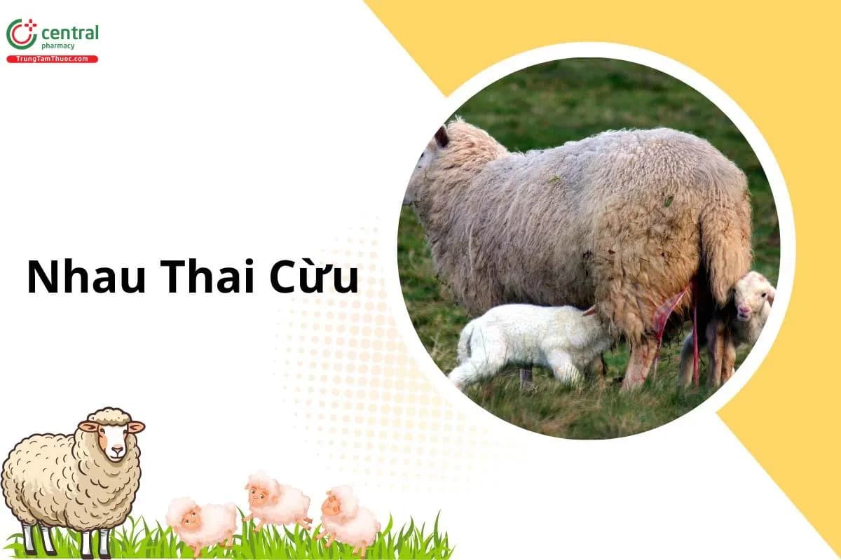 Nhau Thai Cừu