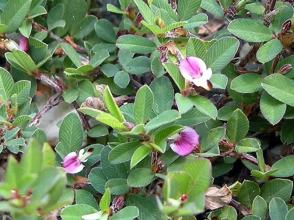 Cỏ mắt gà