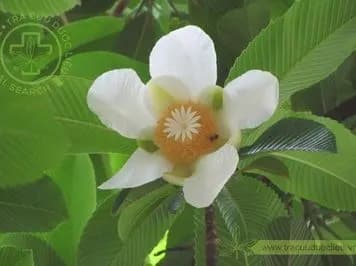 Sổ Bà