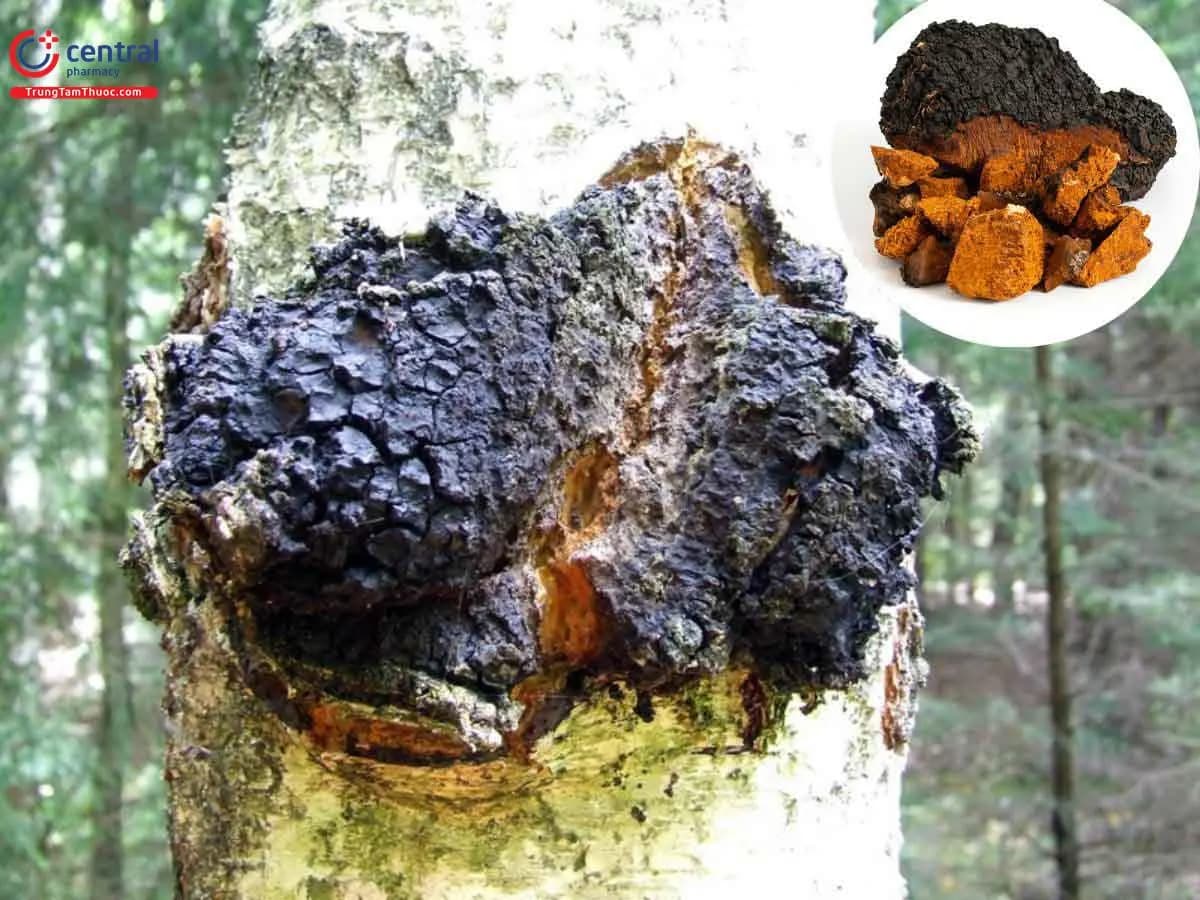 Nấm Chaga