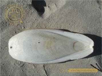 Mai mực
