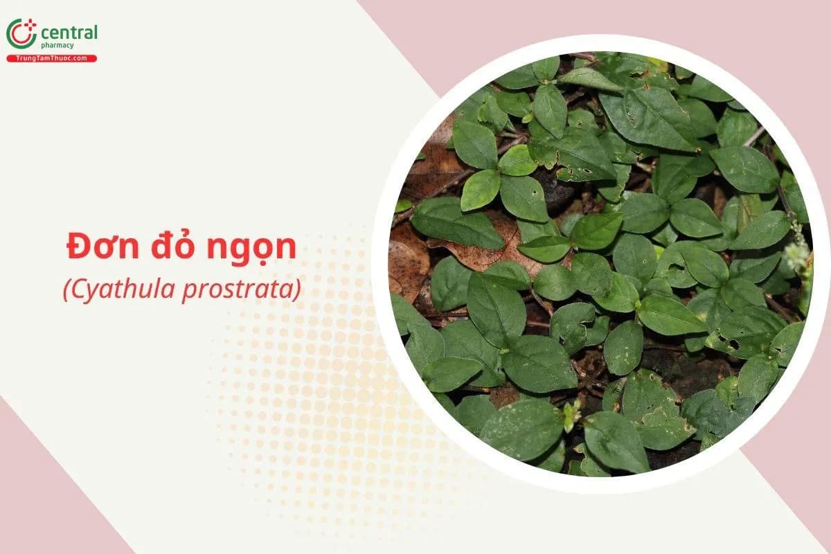 Đơn đỏ ngọn