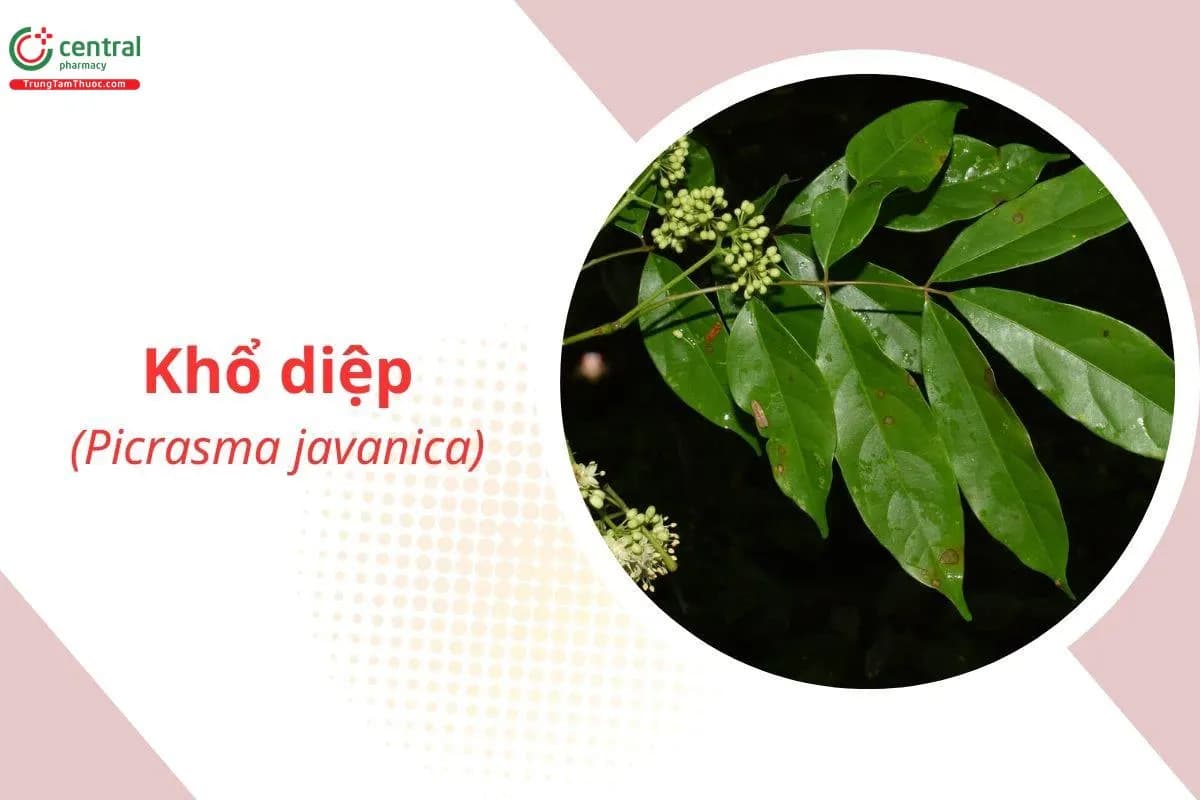Khổ Diệp