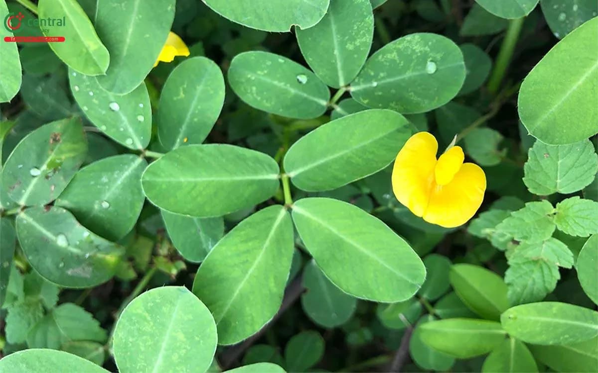 Cỏ Lạc