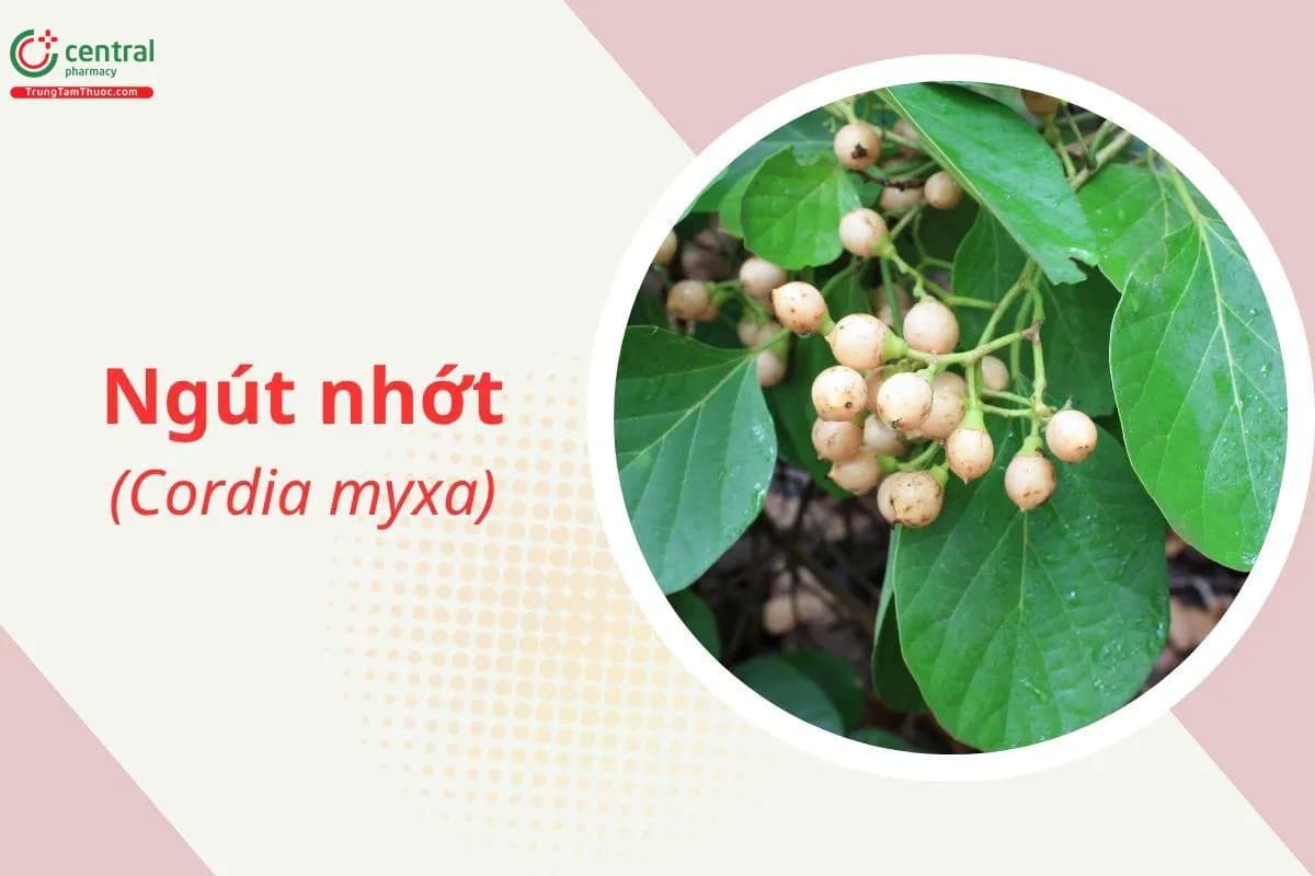 Ngút nhớt