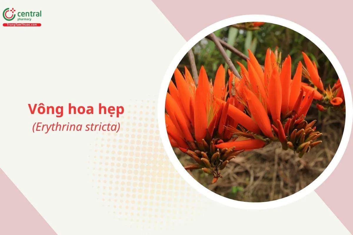 Vông hoa hẹp