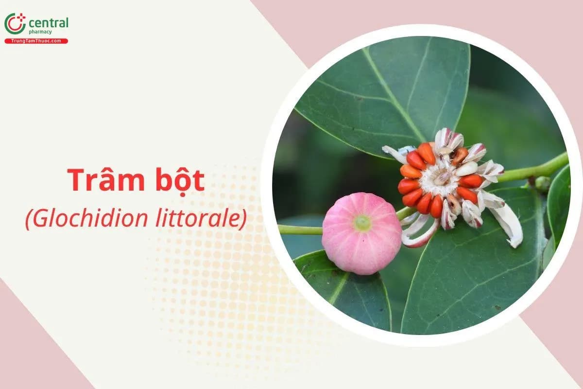 Trâm bột