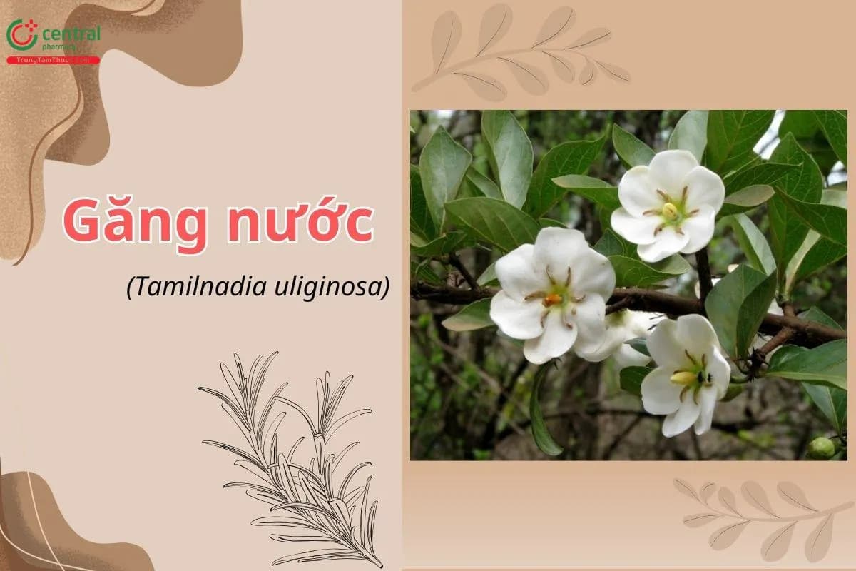 Găng nước