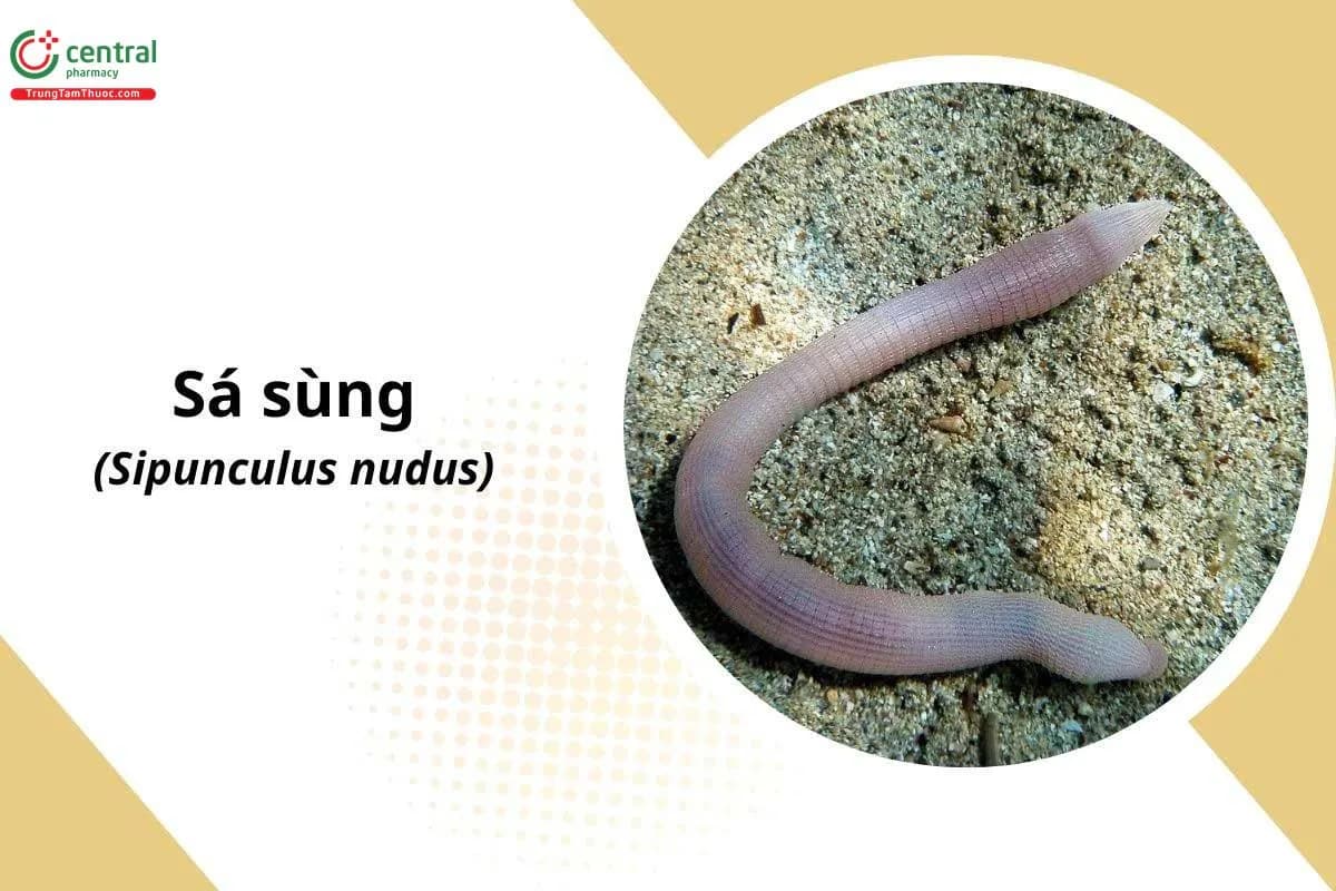 Sá Sùng