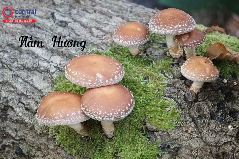 Nấm Hương