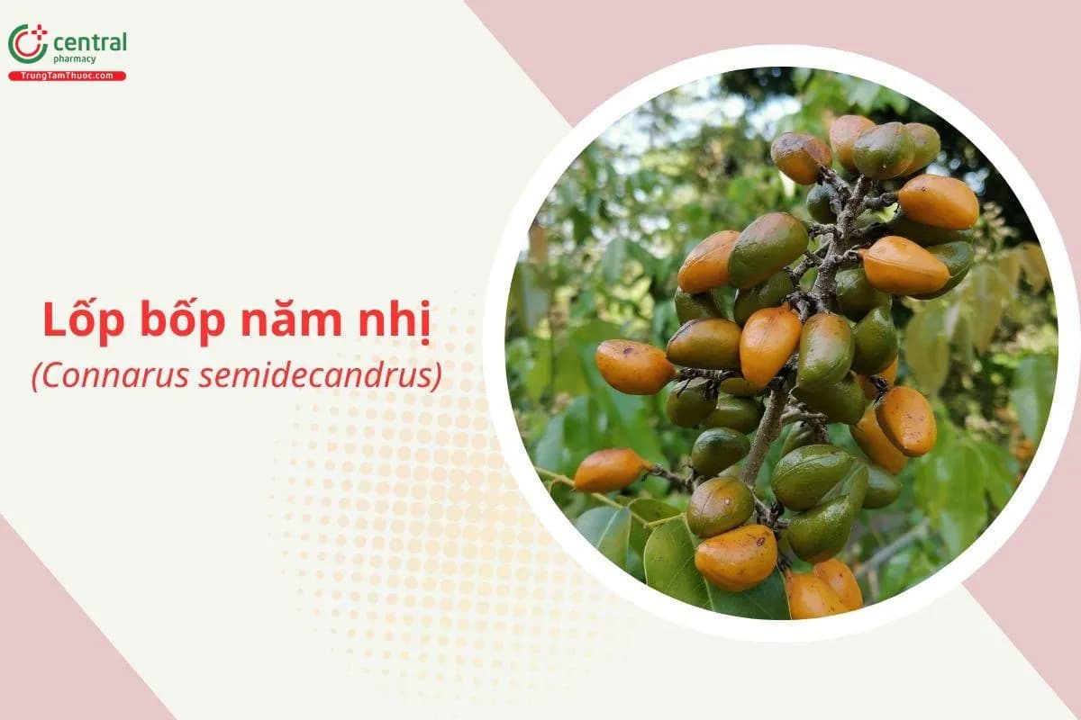 Lốp bốp năm nhị