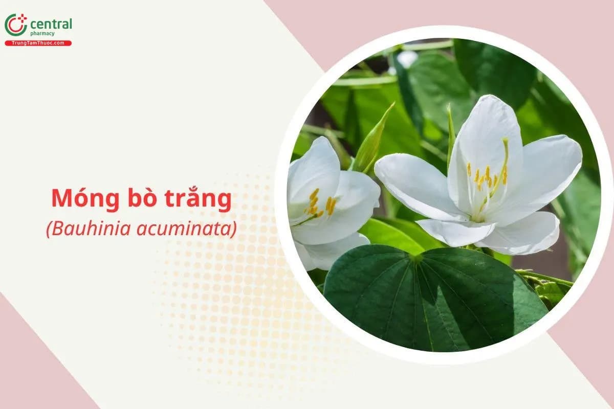 Móng bò trắng