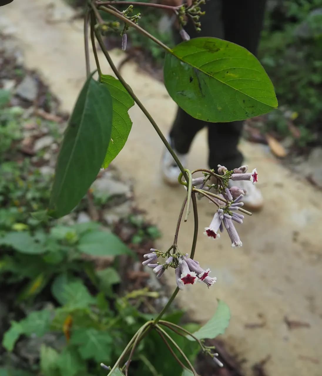 Mơ tam thể