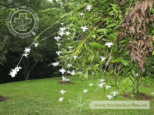 Thạch hộc tuyết mai