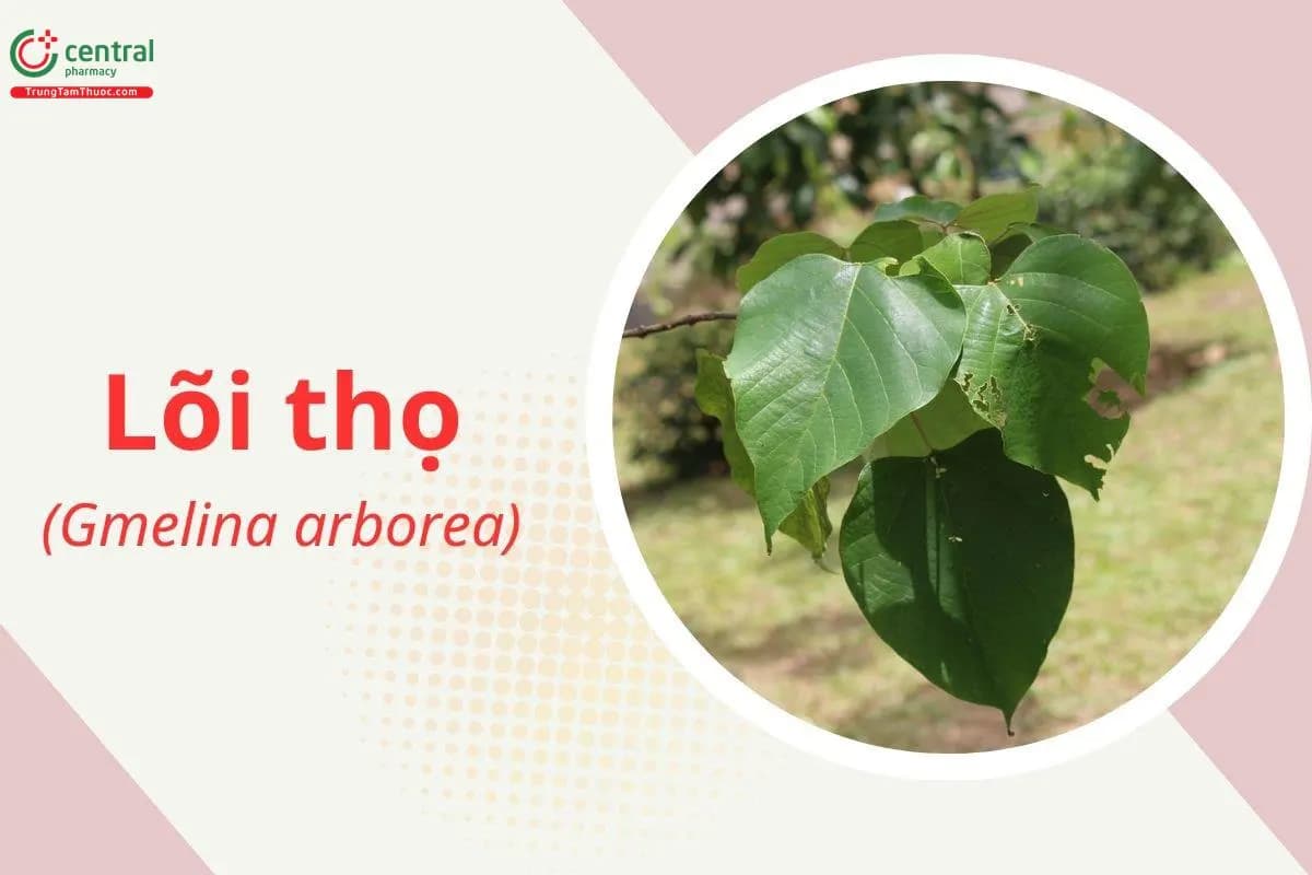 Lõi thọ