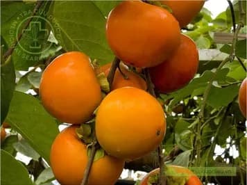 Thị đế